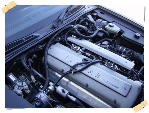 Jaguar_Immagine 002.jpg